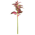 Coleus Stem