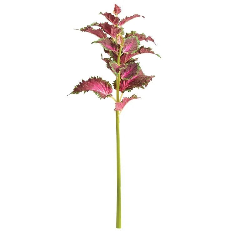 Coleus Stem