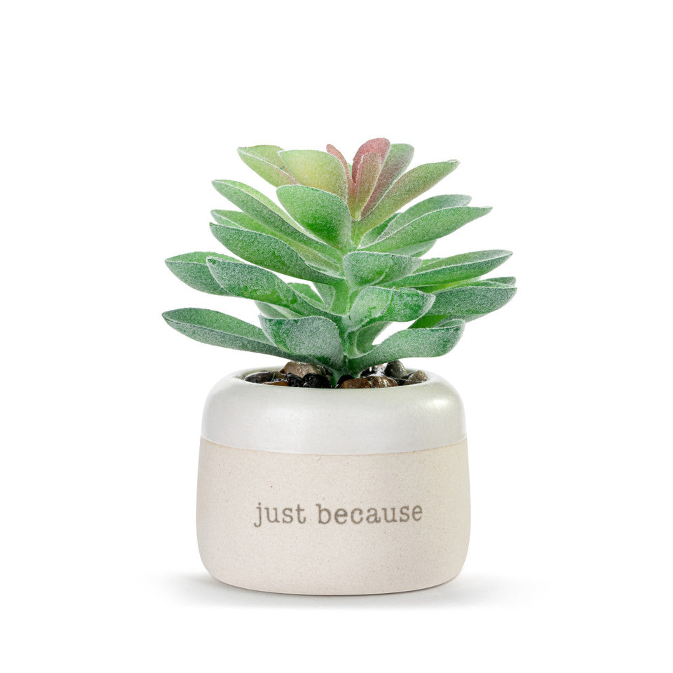 Blessed Just Because Mini Succulent