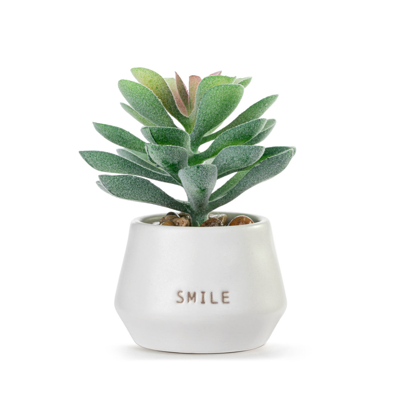 Smile Just Because Mini Succulent