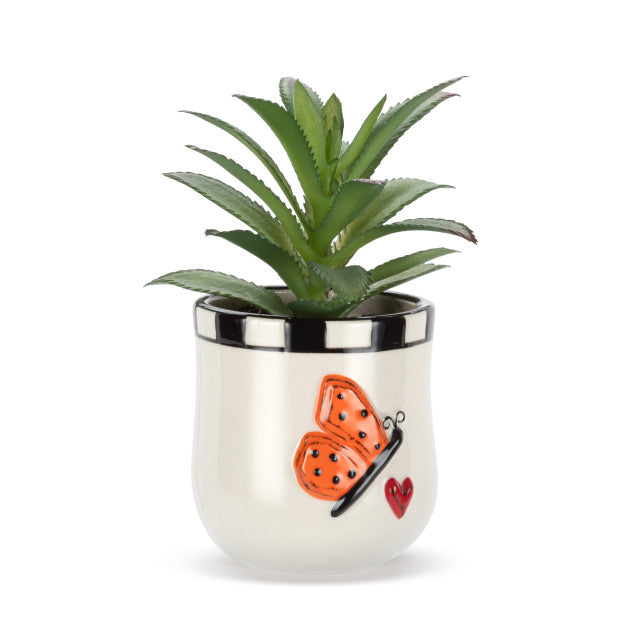 Mini Succulent - Butterfly