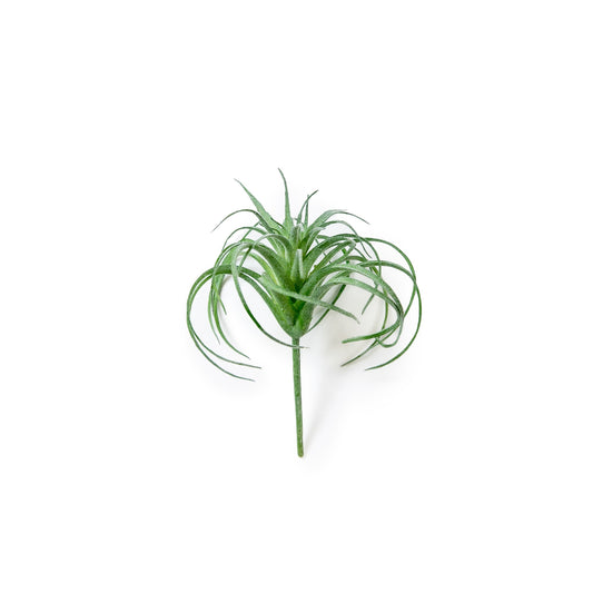 Faux Tillandsia Air Plant