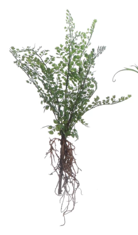Faux Ferns with Exposed Roots
