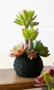 Succulent Moss Balls