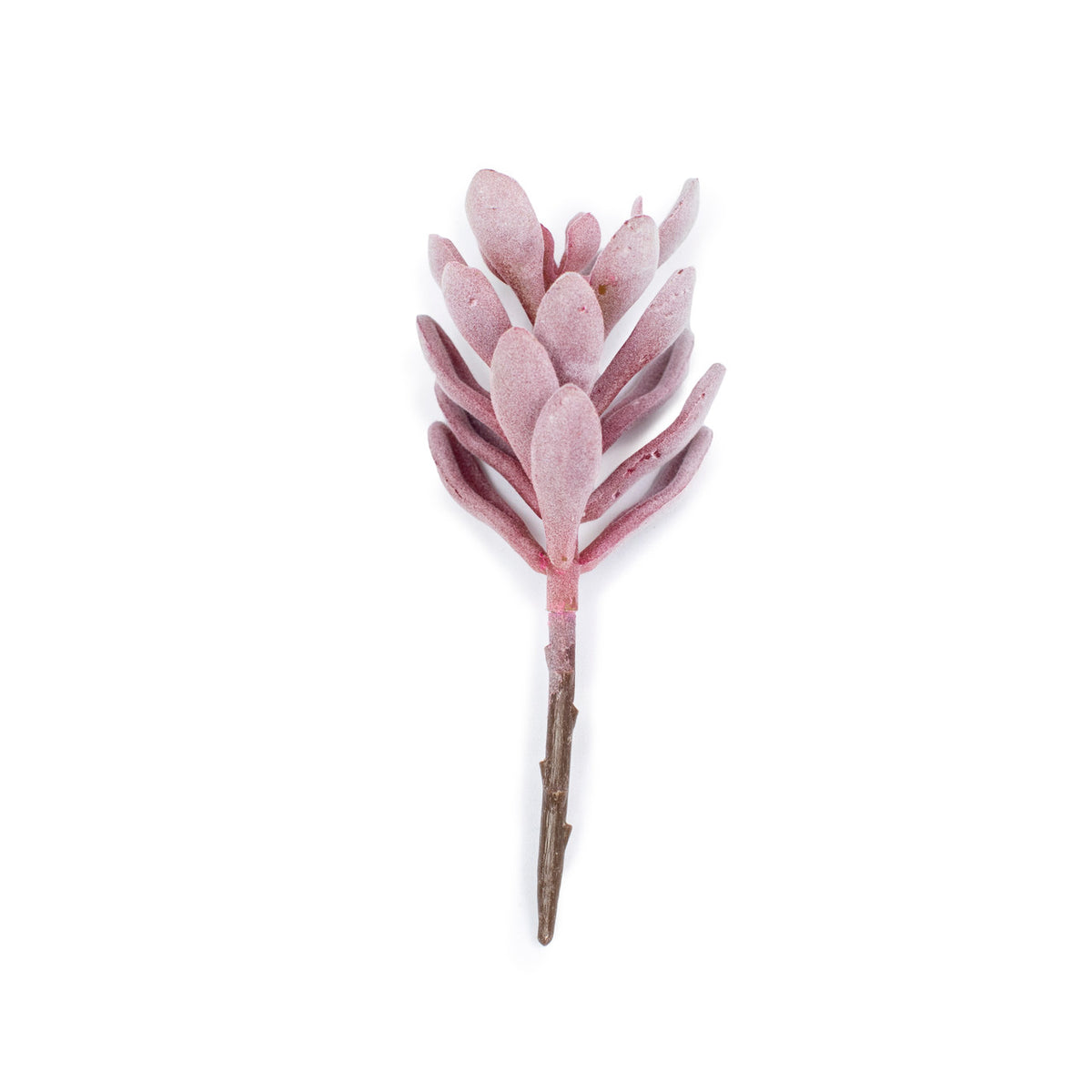 Red Succulent Stem