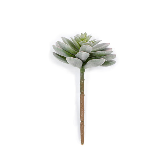Hen Succulent Stem