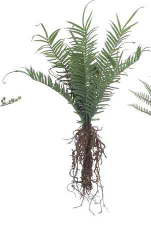 Faux Ferns with Exposed Roots