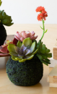 Succulent Moss Balls