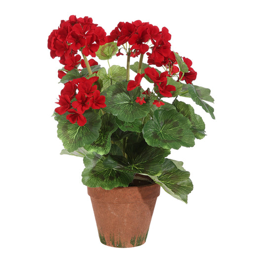 Potted Red Geraniums