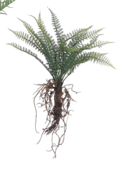 Faux Ferns with Exposed Roots