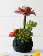 Succulent Moss Balls