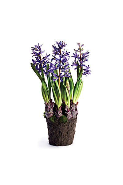 Violet Hyacinth Drop-In