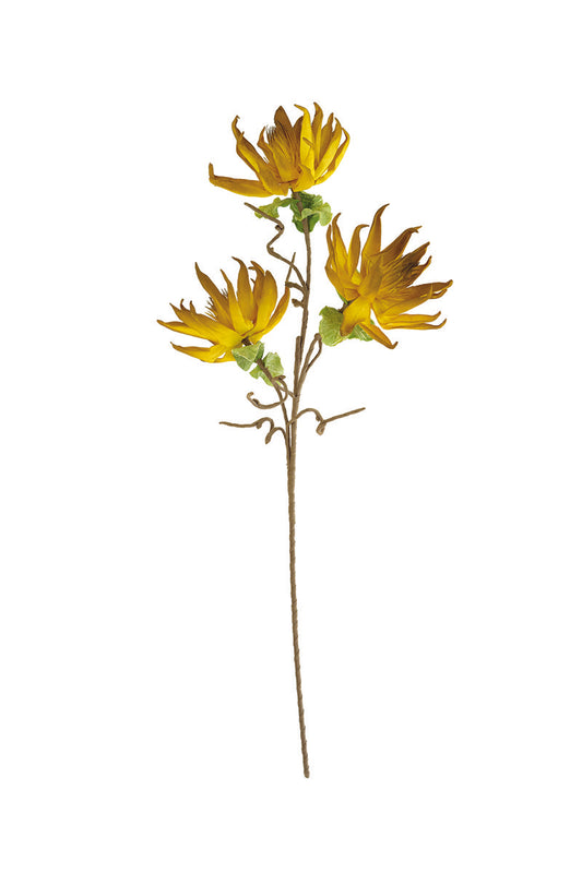 Heliopsis Stem