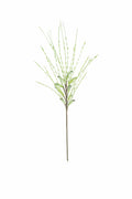 Tumbleweed Grass