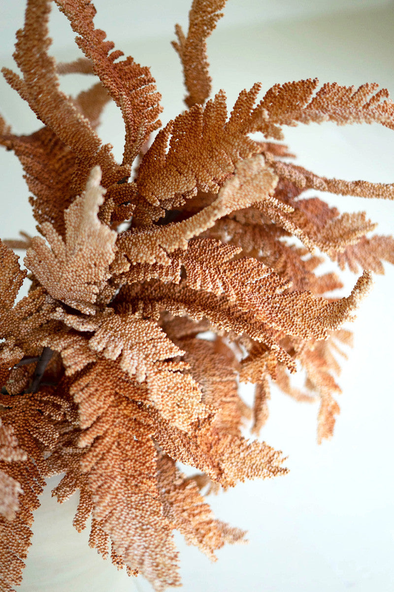 Filix Stem