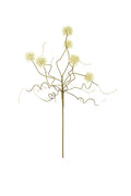 Globe Flatsedge Stem