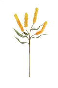 Krantz Floral