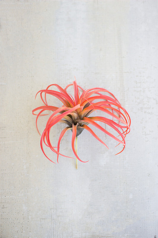 Red Flocking Air Plant