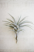 Giant Faux Airplant