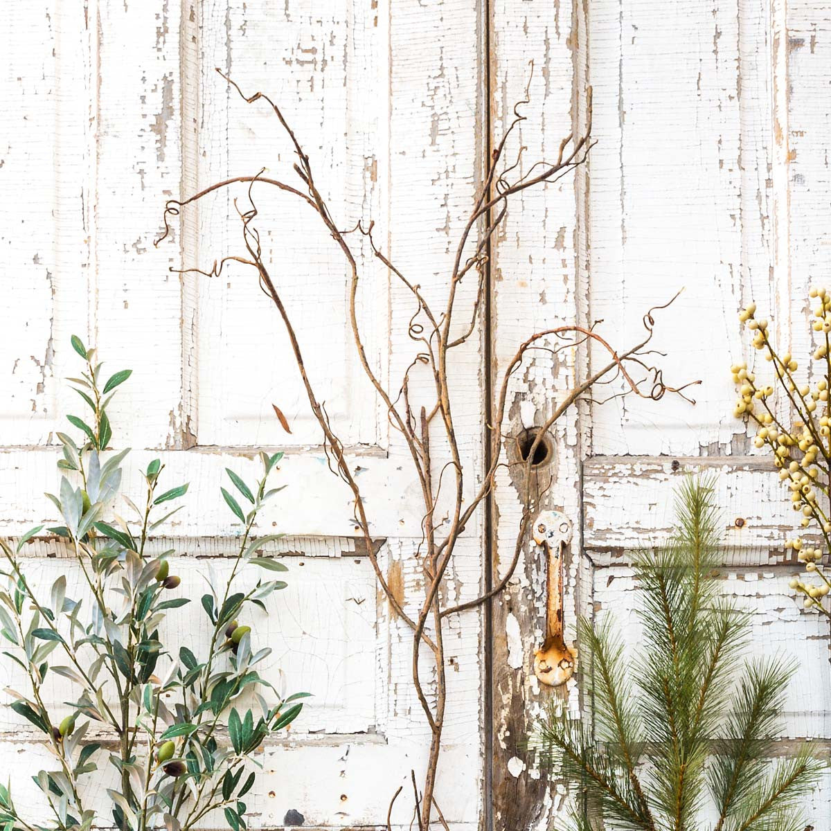 Willow Branch