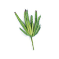 Cactus Stem