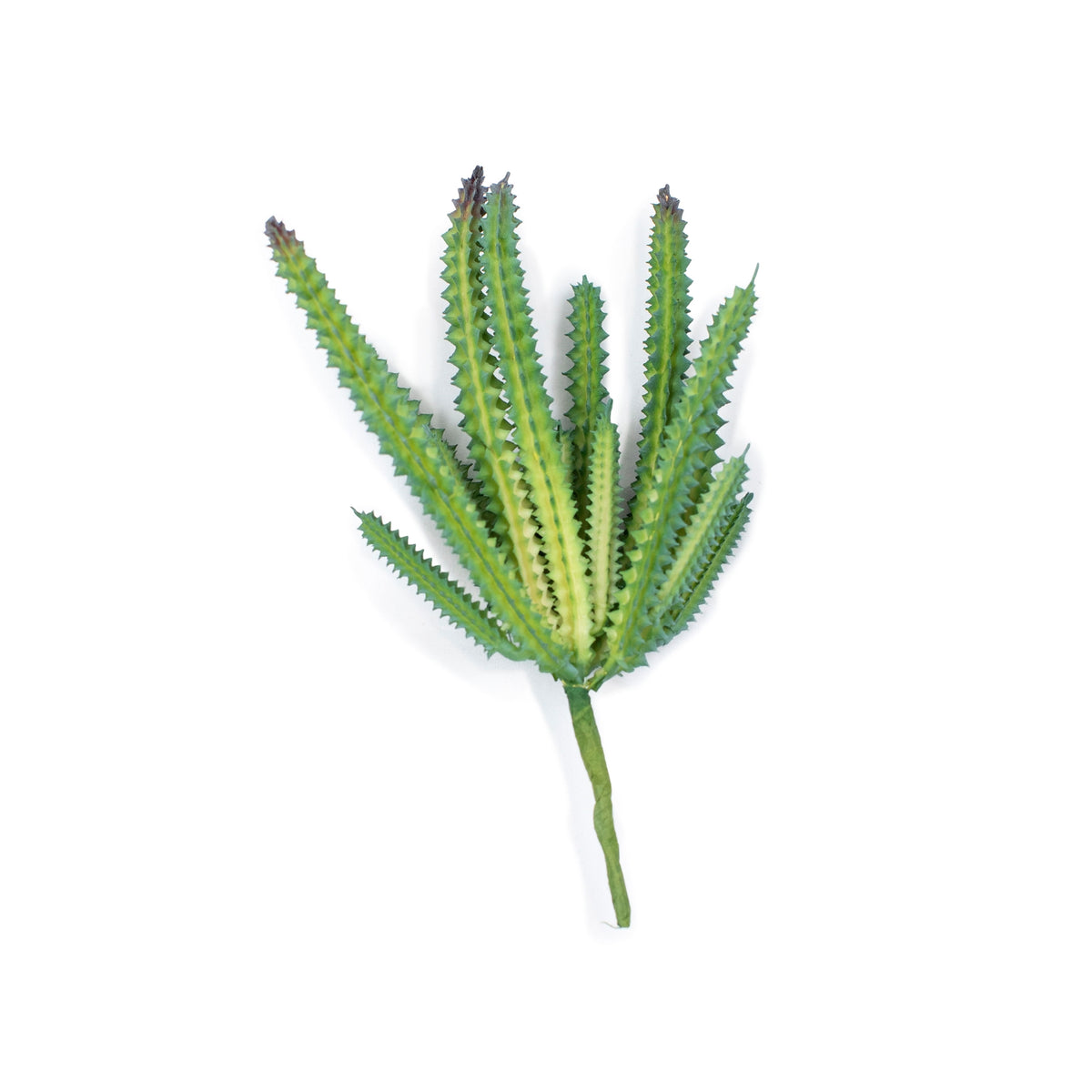 Cactus Stem