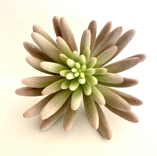 Pink & Green Succulent Stem