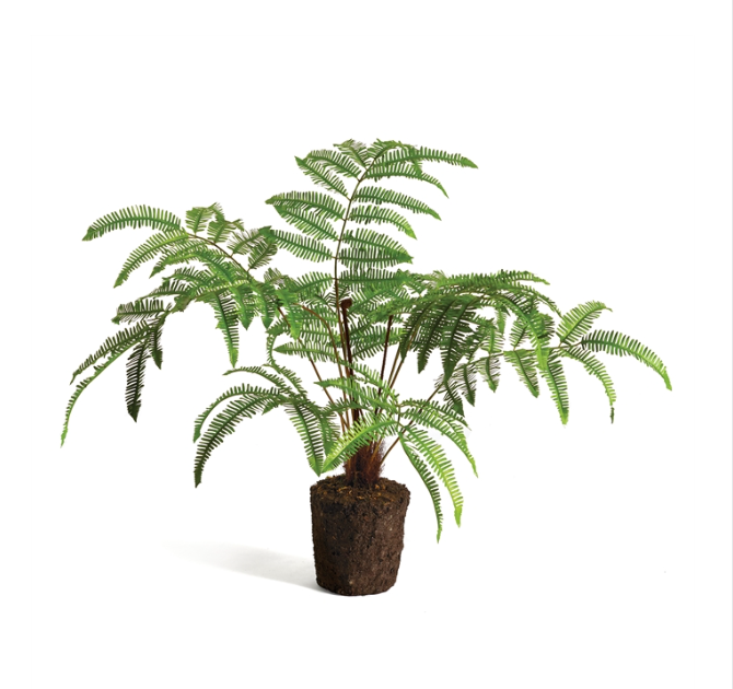 Forest Fern Drop-in