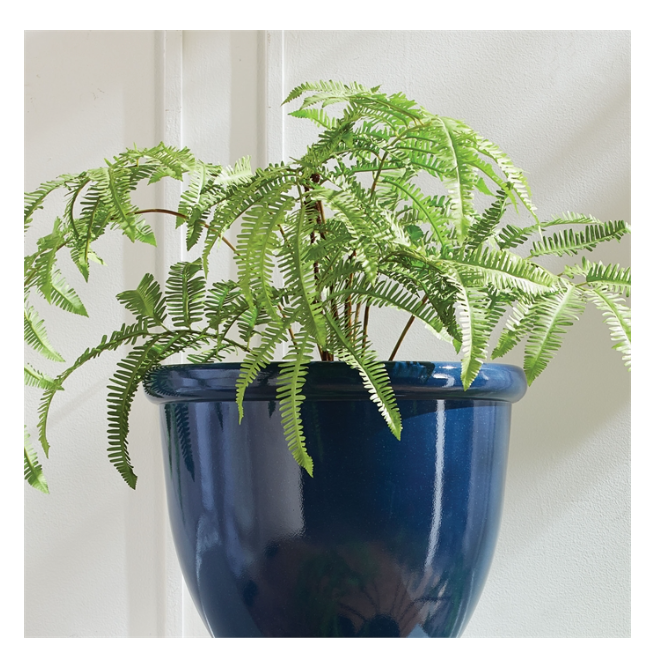 Forest Fern Drop-in