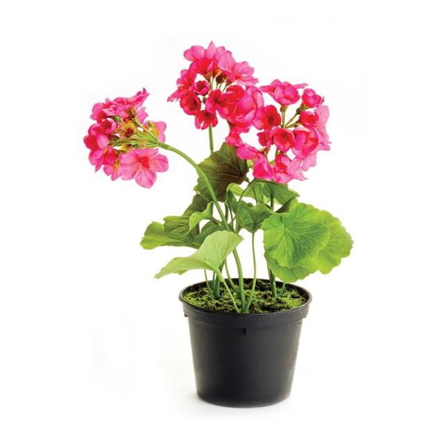 Geranium Drop-in