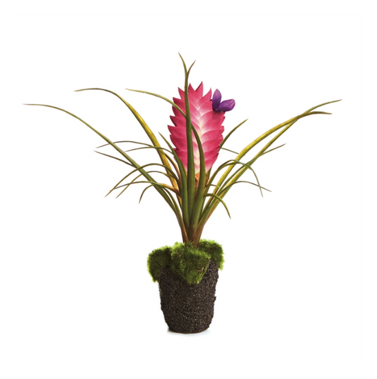 Tillandsia Drop-in