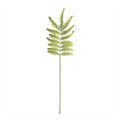 Tree Fern Stem
