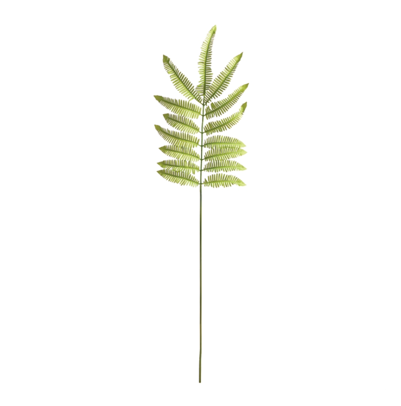 Tree Fern Stem