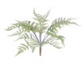 Fern Bush Stem