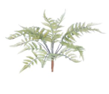 Fern Bush Stem