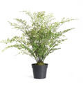 Maidenhair Drop-In 30"