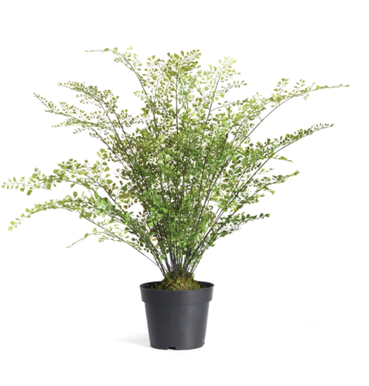 Maidenhair Drop-In 30"