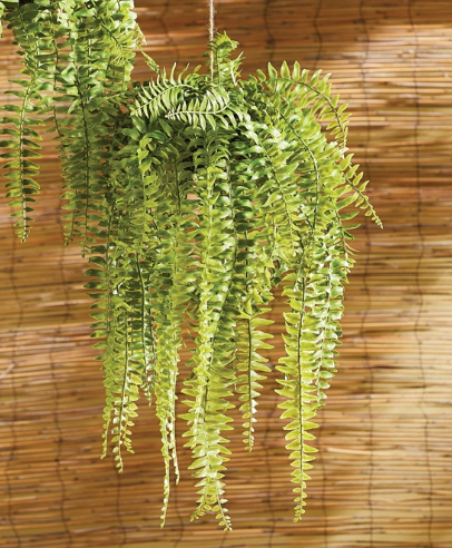 Boston Hanging Fern