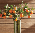 Orange Branch
