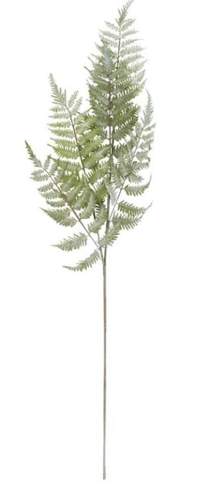 Ostrich Fern Stem