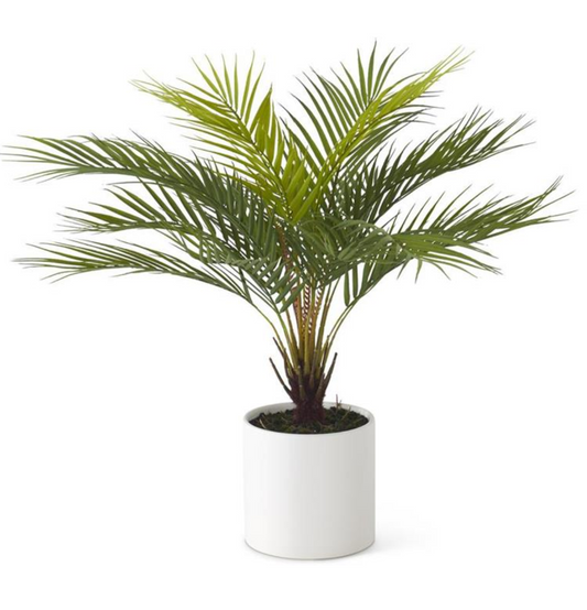 White Potted Date Palm