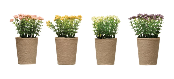 Blooming Plants in Paper Pots
