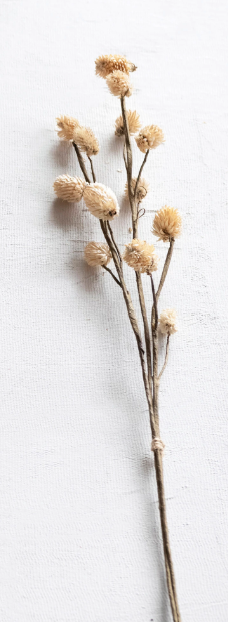 Dried Globe Thistle Bunch