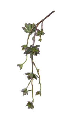 Succulent Hanging Vine