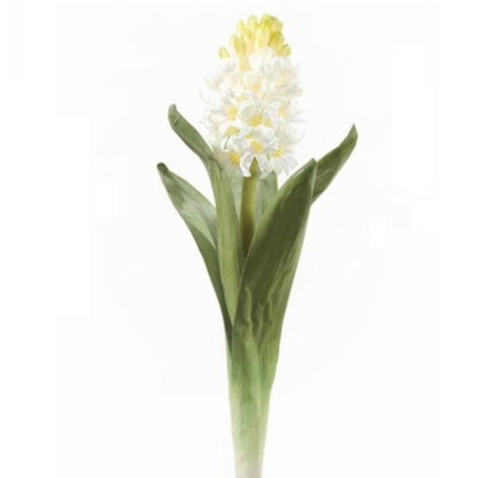 White Hyacinth Stem