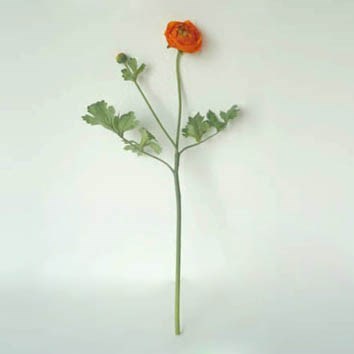 Orange Ranunculus Bud & Stem
