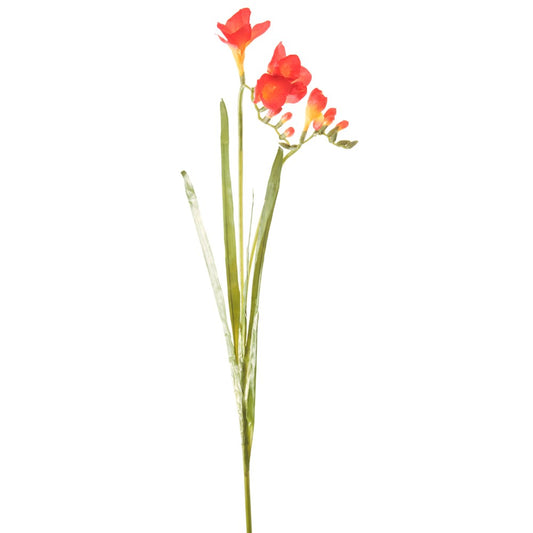 Freesia Stem