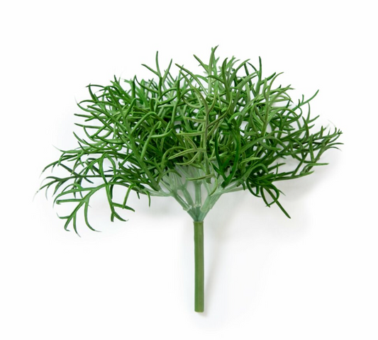 Little Vanilla Plant