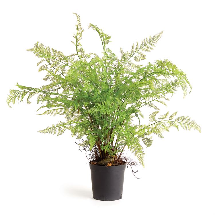 Soft Fern Drop-In, 36"