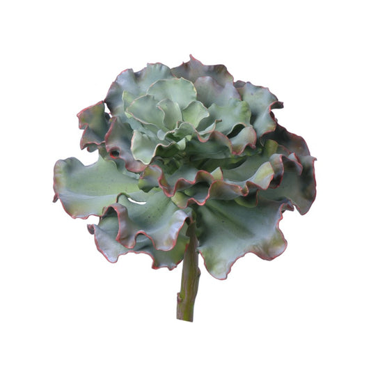 Curly Echeveira Succulent
